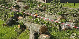 masowa wycinka drzew