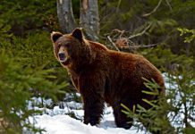 niedzwiedz po tarnowem