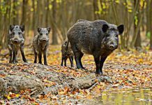 odszkodowania zwierzyna