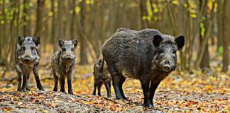 odszkodowania zwierzyna