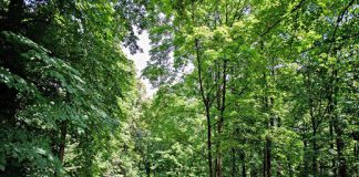 park strzelecki wycinka