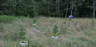 policjaKonopieIndyjskie