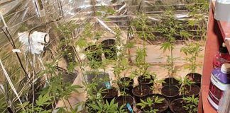 policjaPlantacjaKonopi