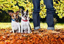 Tarnów: Tylko do jutra akcja bezpłatnego znakowania, sterylizowania i kastrowania zwierząt