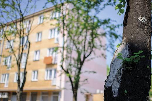 reymonta.jpg reymonta