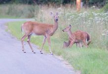 Sarny zdobywają osiedla sarny