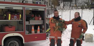 strazacy uratowali psa