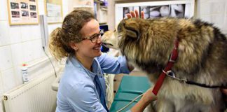 weterynarz Anna Pastula