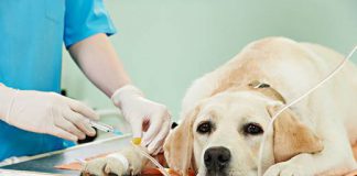 Tarnów - Weterynarz nocą nie przyjmie