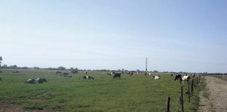 wiatraki protesty i konsultacje