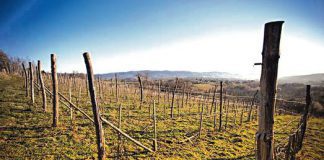 wina z podtarnowskich winnic