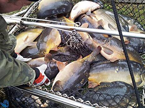 Jak co roku tarnowski PZW wpuścił do wody kilkanaście ton karpi | Fot. PZW Tarnów zarybianie