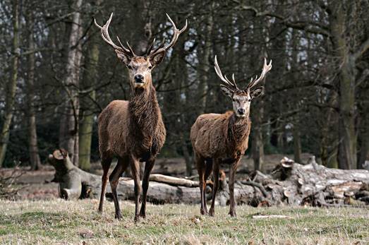 Nie ma ostrych zim, nie ma naturalnej selekcji zwierzyna
