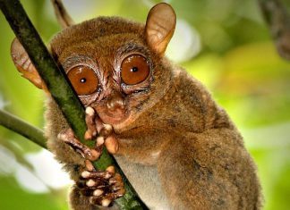 Spotkania w mroku - Wyrak