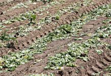 Zboże i warzywa… wołają o deszcz Susza w powiecie tarnowskim