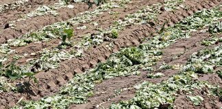 Susza w powiecie tarnowskim