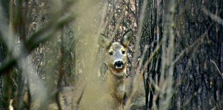 tarnow ciekawskie sarny