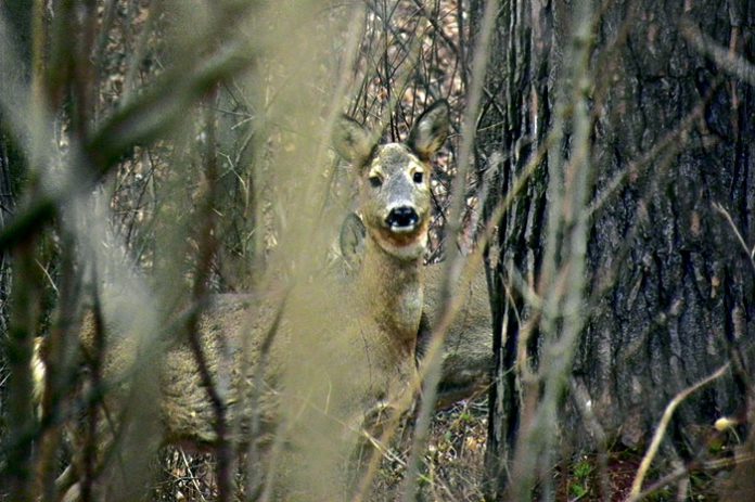 tarnow ciekawskie sarny