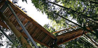 ścieżka w koronach drzew