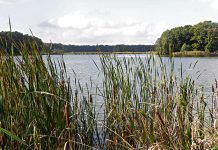 karpiom zagrażają stawy