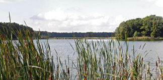 karpiom zagrażają stawy