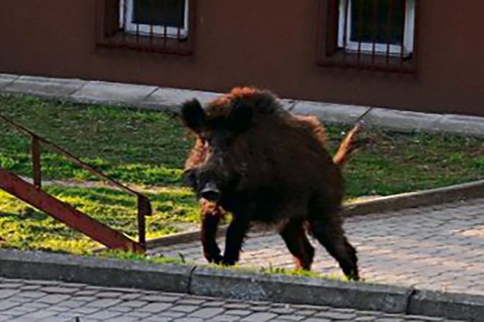 koronawirus kronika strachu