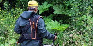 Barszcz Sosnowskiego w gminie Brzesko