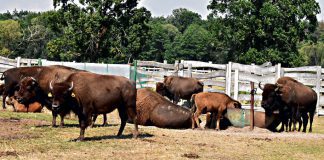 turystyka Kurozwękistadobizonów