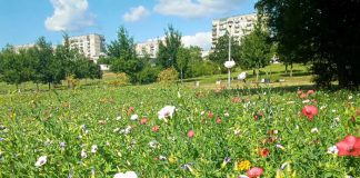 Łąki kwietne na „Falklandach”