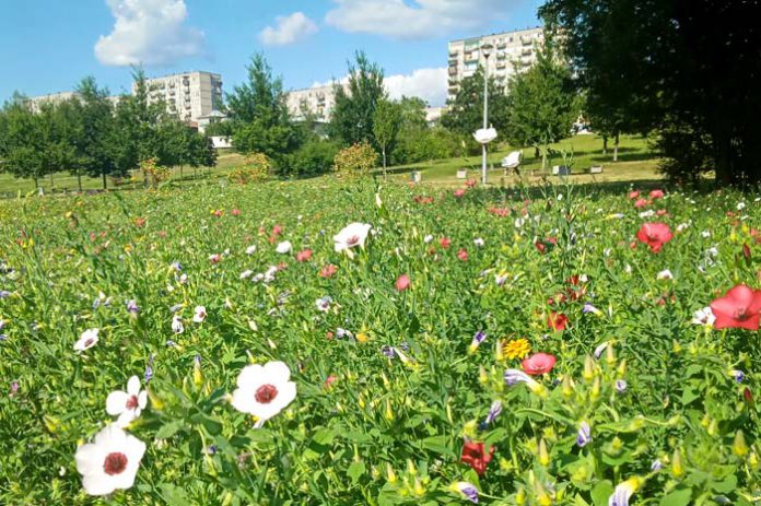 Łąki kwietne na „Falklandach”