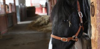 Koń stadnina Klikowa