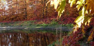 Lasy Radłowskie jezioro