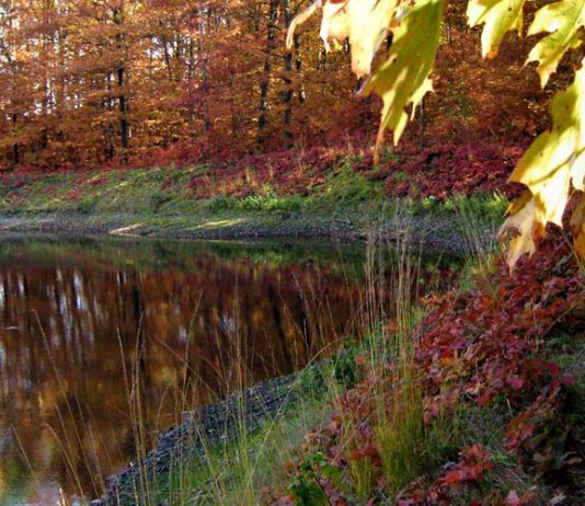 Lasy Radłowskie jezioro