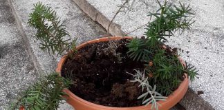 Złodziej kwiaty cmentarz