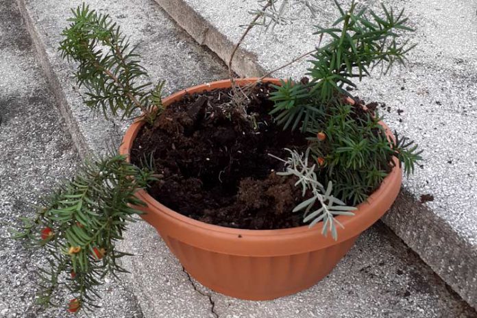 Złodziej kwiaty cmentarz