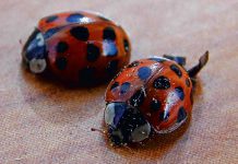 Azjatycka plaga Biedronki azjatyckie nie dają spokoju mieszkańcom regionu