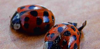 Biedronki azjatyckie nie dają spokoju mieszkańcom regionu