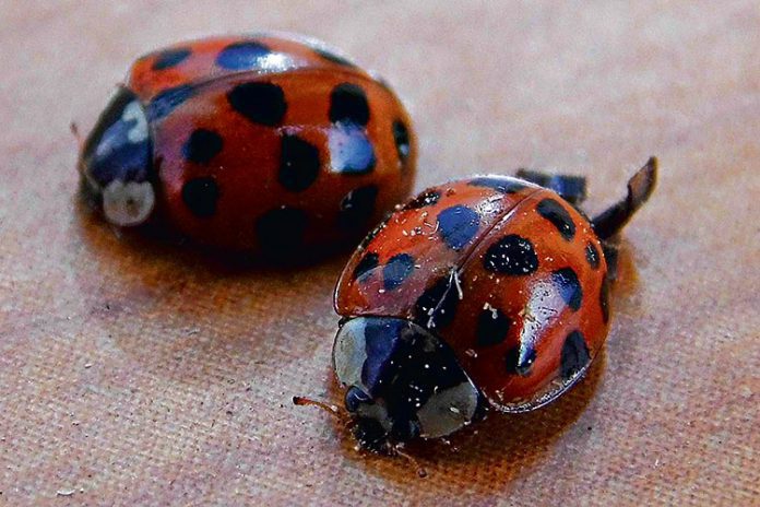 Biedronki azjatyckie nie dają spokoju mieszkańcom regionu