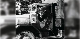 Niedźwiedź Wojtek – niezwykły żołnierz Armii Andersa