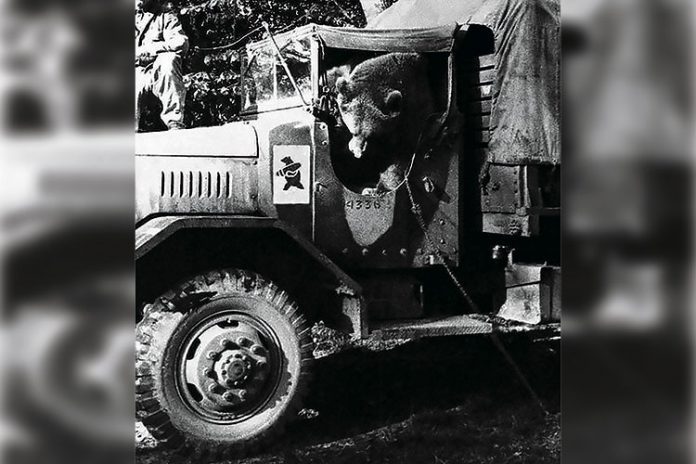 Niedźwiedź Wojtek – niezwykły żołnierz Armii Andersa