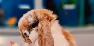 Zwierzak pod choinkę