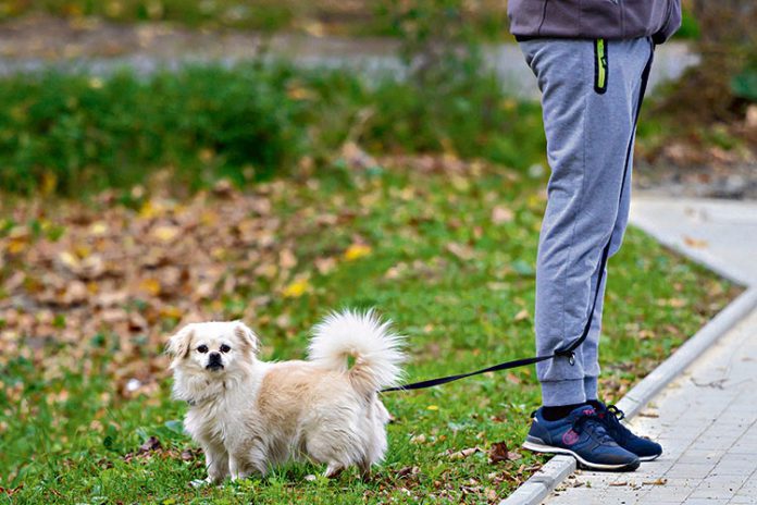 podatek-za-psa Podatek za psa