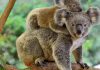 Original koala Koala