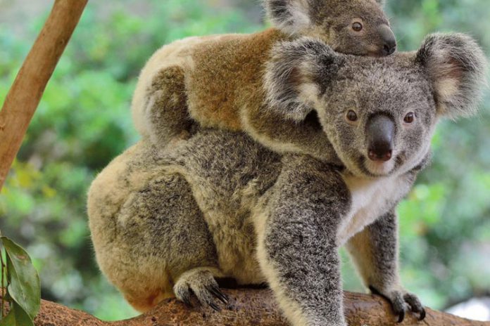 Koala Koala