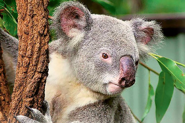Koala