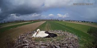 GminaSzczucin kamerabociany