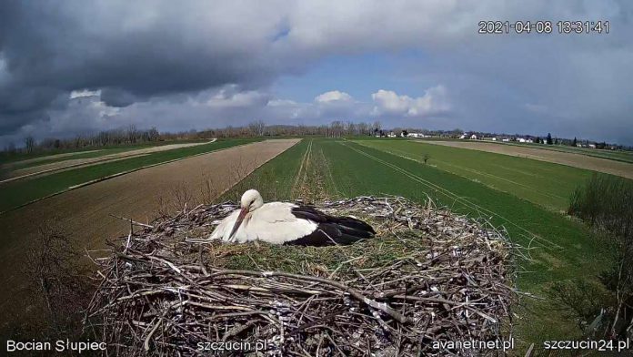 Gmina-Szczucin-kamera-bociany GminaSzczucin kamerabociany