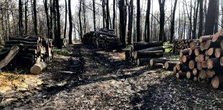 Wycinka drzew w Lasku Lipie