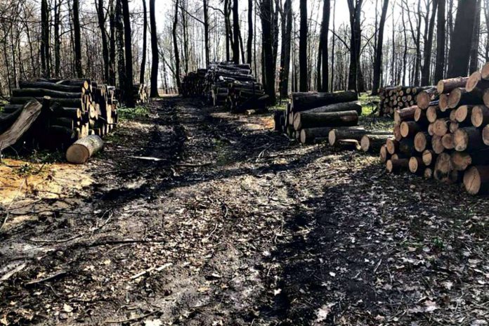 Wycinka drzew w Lasku Lipie