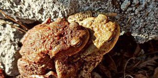 Gmina Gnojnik - ratują żaby